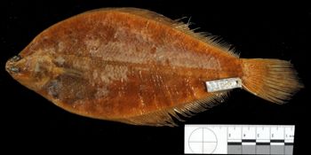 Media type: image;   Ichthyology 11605 Aspect: lateral